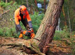 Best Organic Lawn Care Solutions  in Vineyard Haven, MA