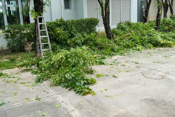Best Tree Removal  in Vineyard Haven, MA