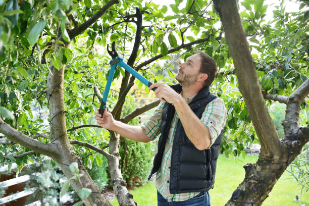 Best Palm Tree Trimming  in Vineyard Haven, MA